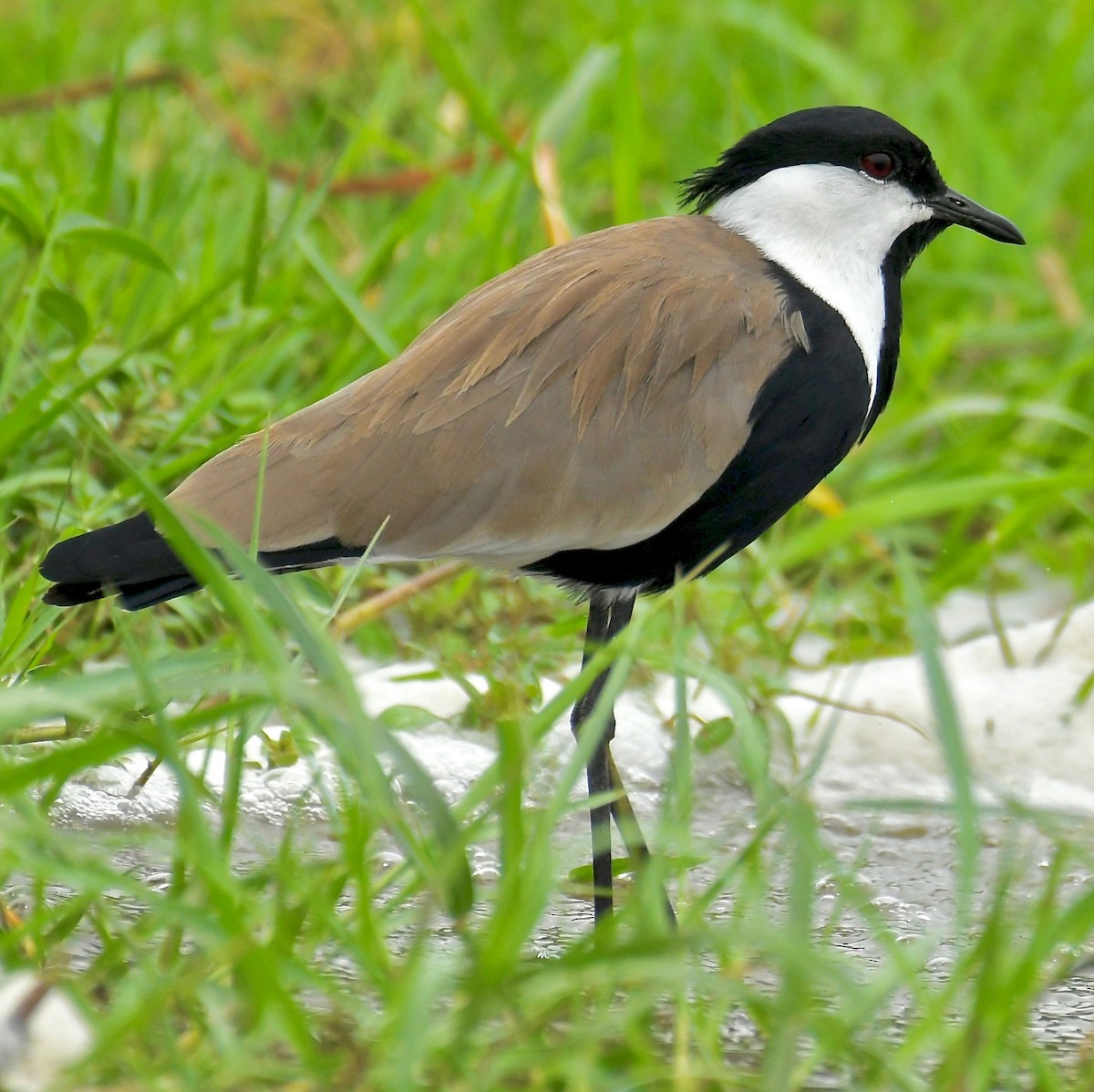 Spur-winged Lapwing - Theresa Bucher