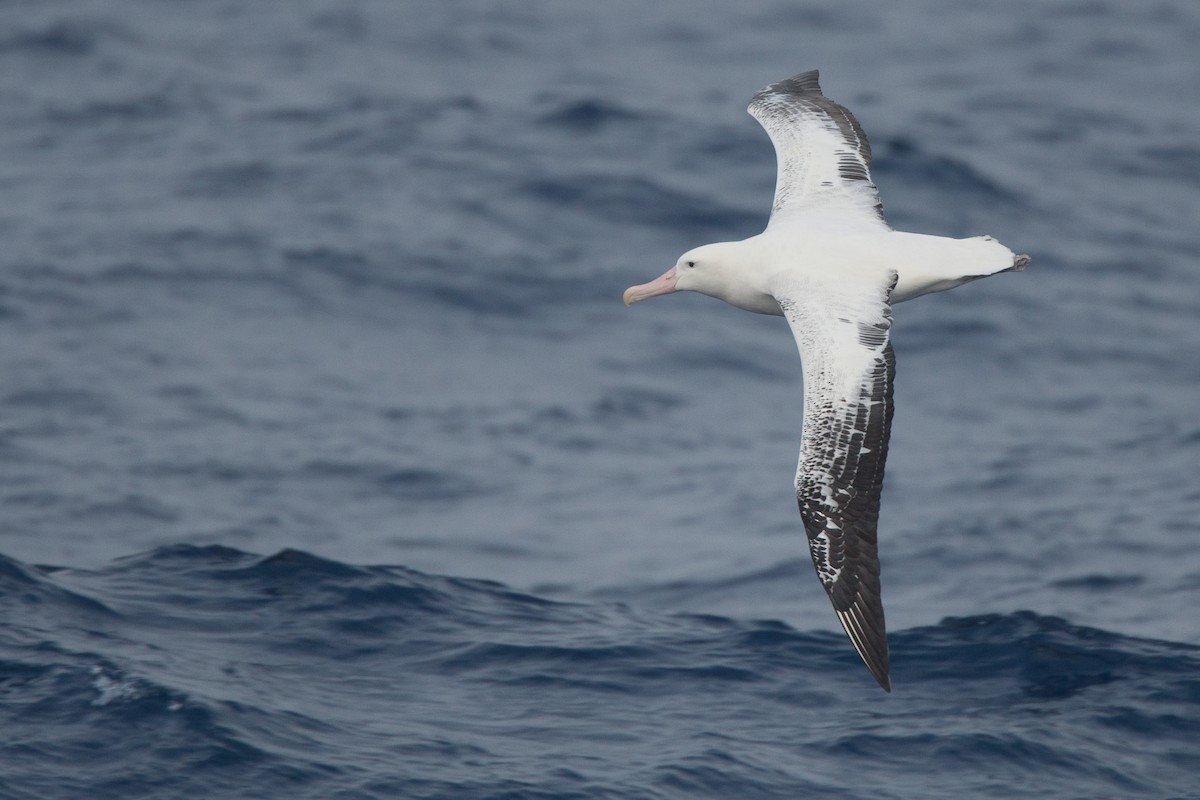 Snowy Albatross - Chris Wood
