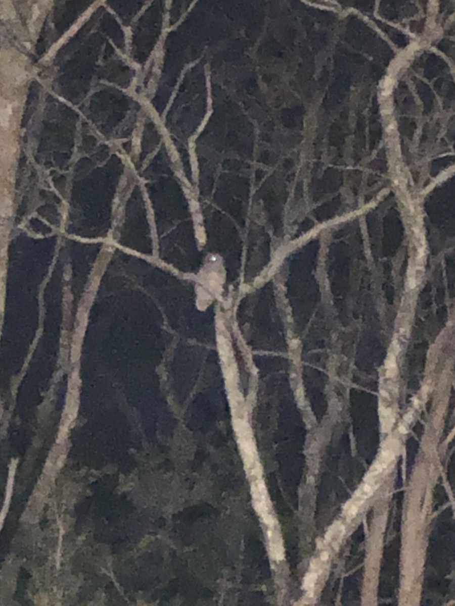 Barred Owl - ML200691001