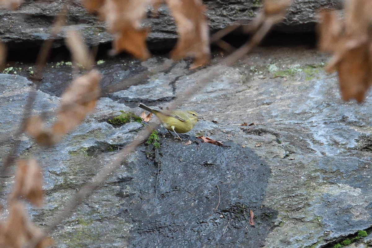 Orange-crowned Warbler - ML200691621