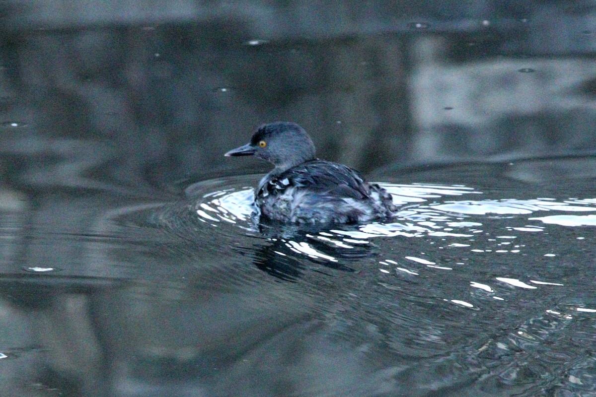 Least Grebe - ML200691931