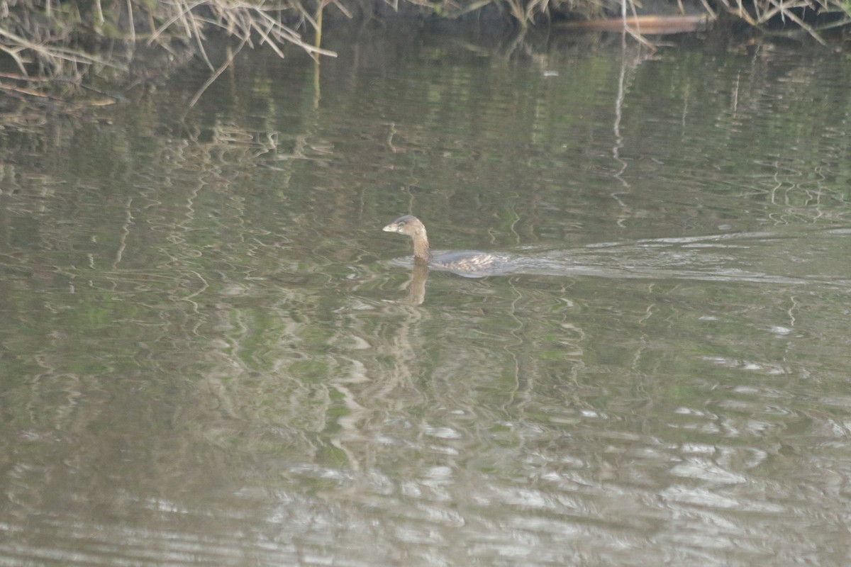 Pied-billed Grebe - ML200693211