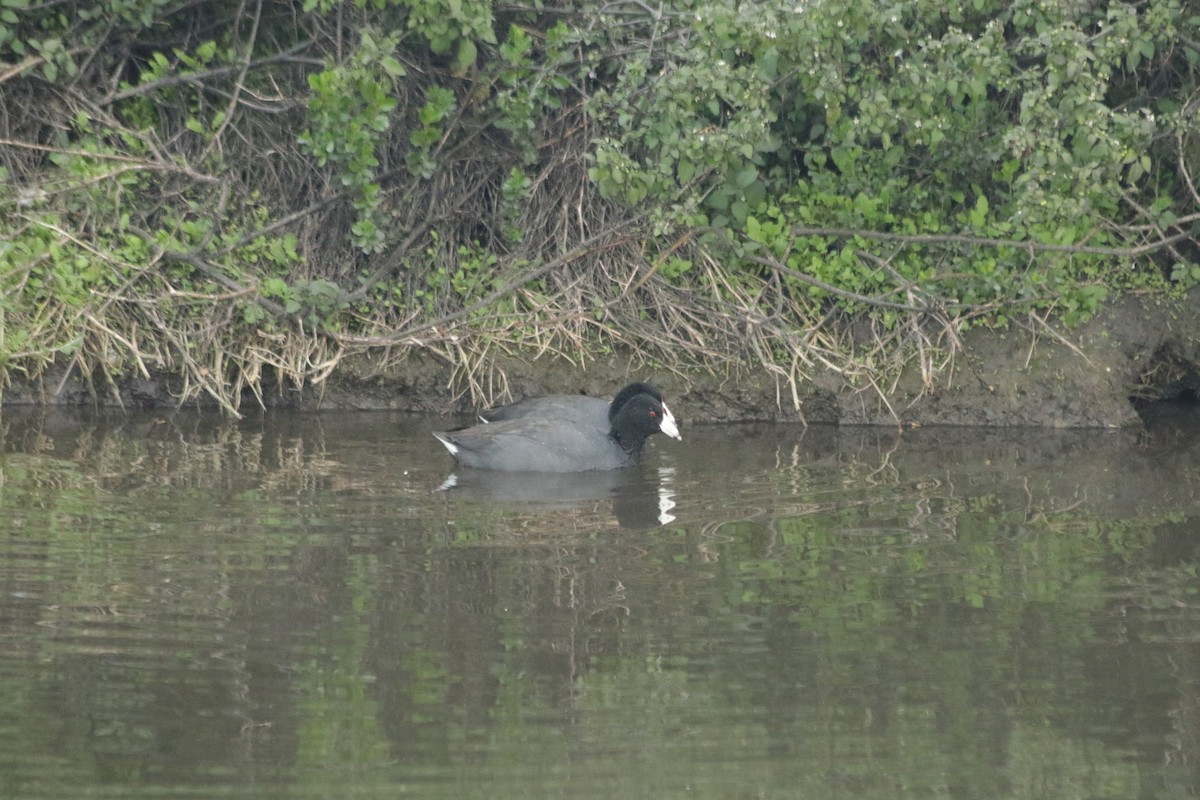 American Coot - ML200693571