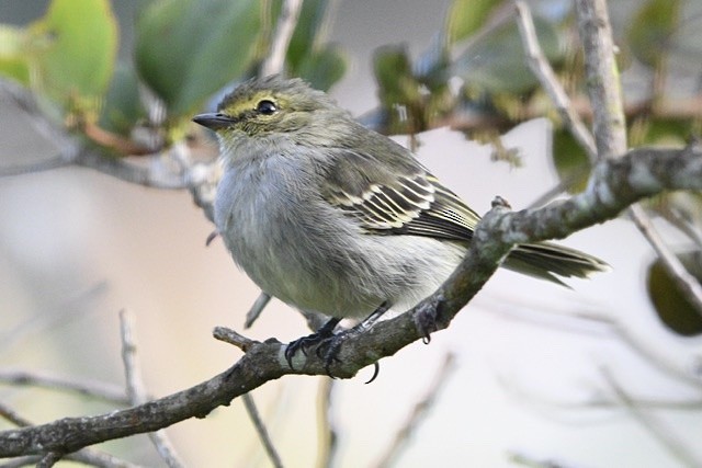 Golden-faced Tyrannulet - ML200694101