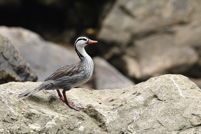 Torrent Duck - ML200694781