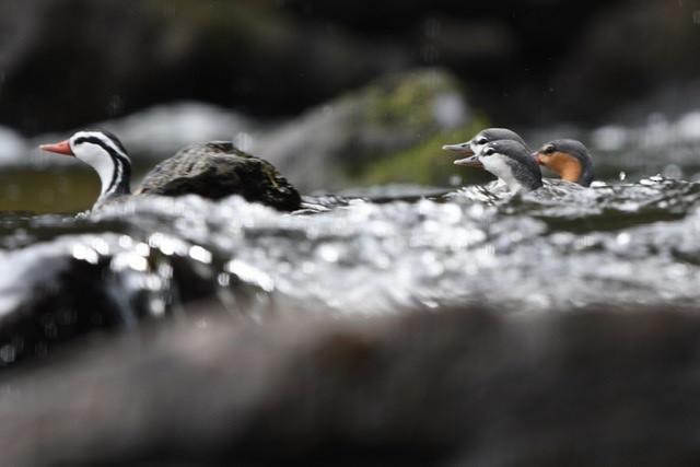 Torrent Duck - ML200694791