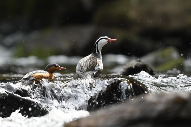 Torrent Duck - Juan Ochoa