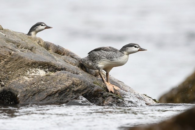 Torrent Duck - ML200694811