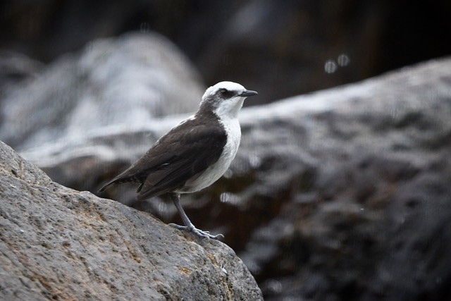 White-capped Dipper - ML200695001