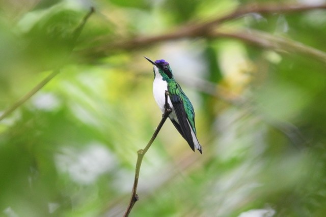 Colibri féérique - ML200695921