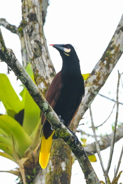 Baudo Oropendola - Juan Ochoa