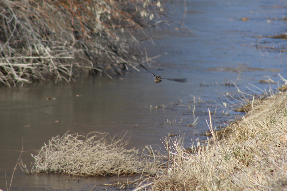 Wilson's Snipe - David Lerwill