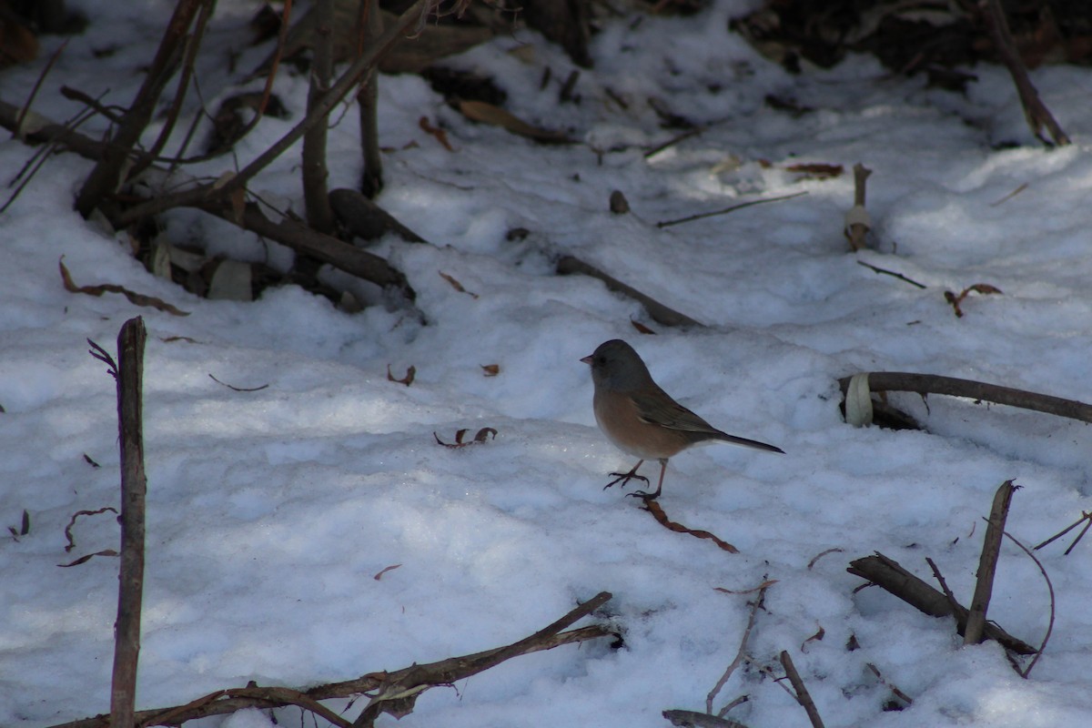 Dark-eyed Junco - ML200697321