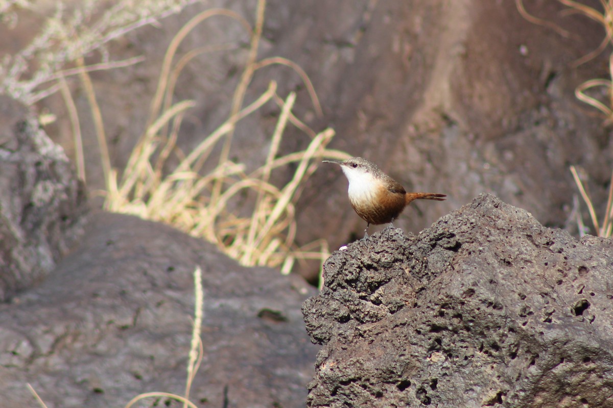 Canyon Wren - ML200697671