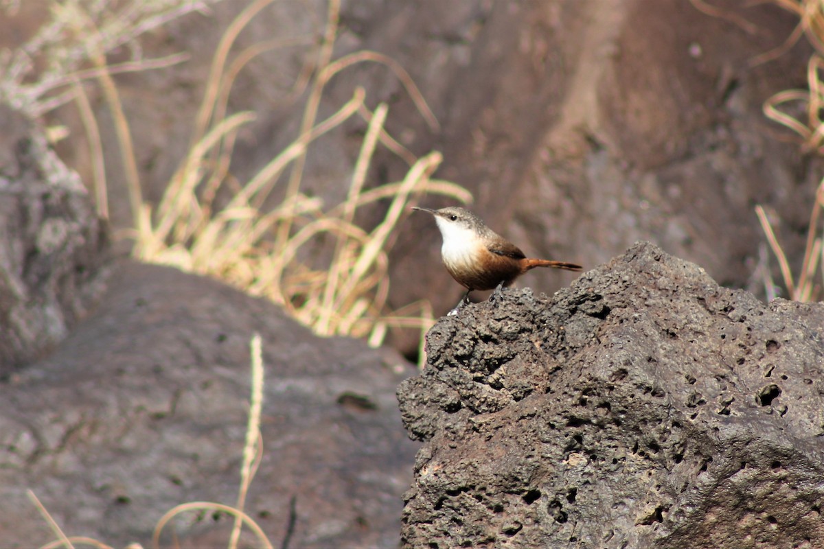 Canyon Wren - ML200697691