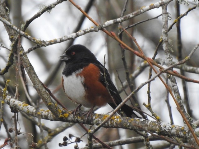 Spotted Towhee - ML200700751