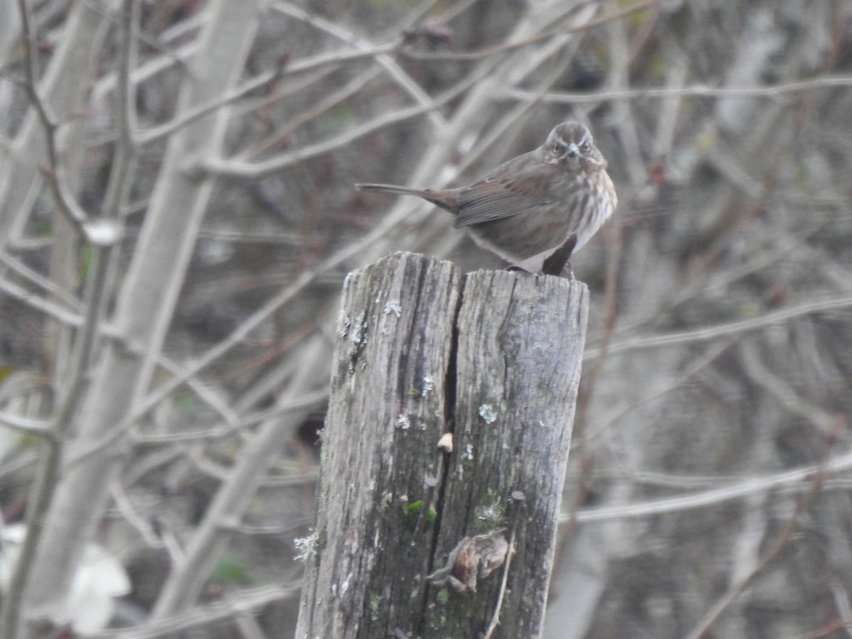 Song Sparrow - ML200700811