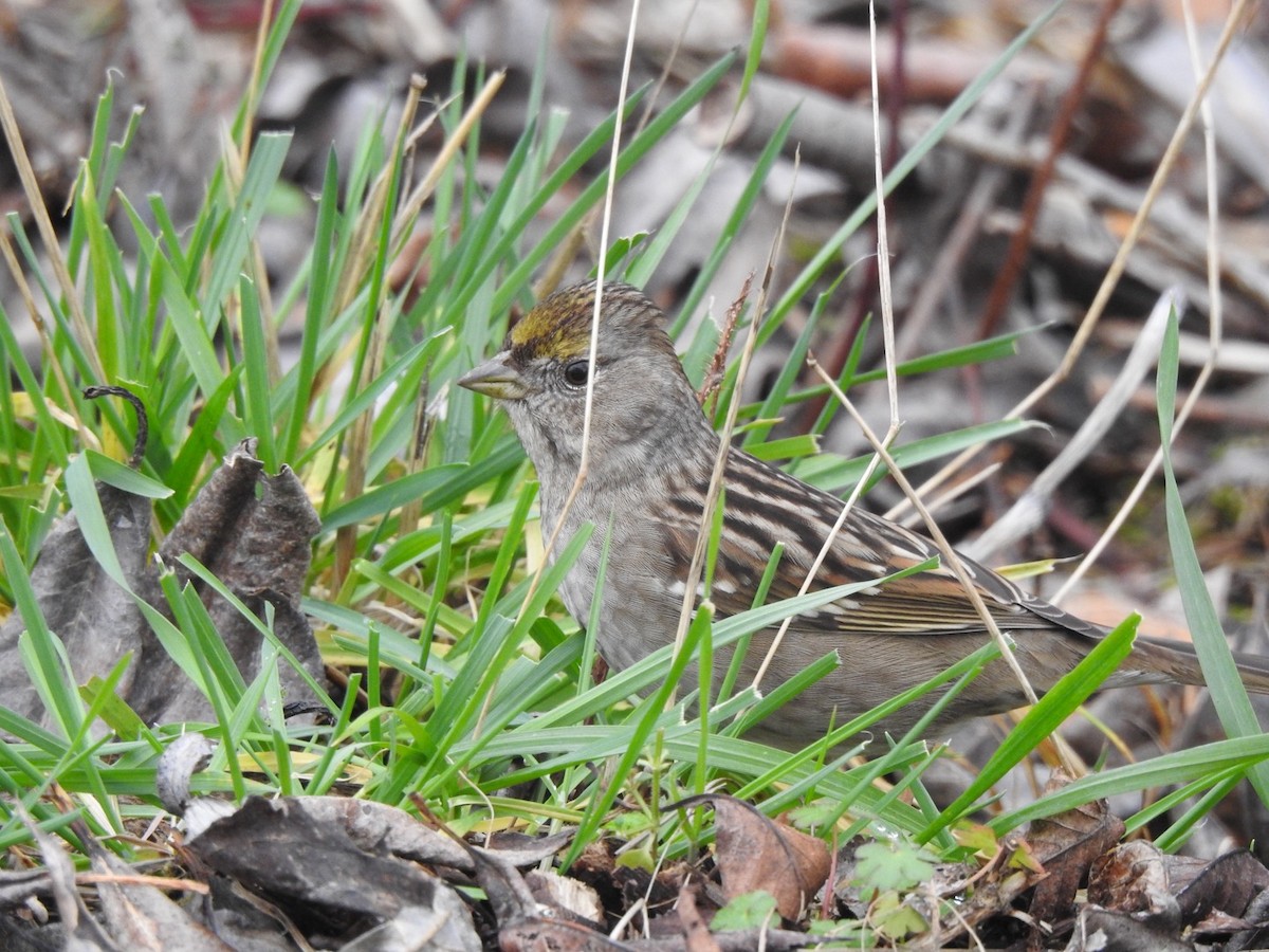 Golden-crowned Sparrow - ML200700881