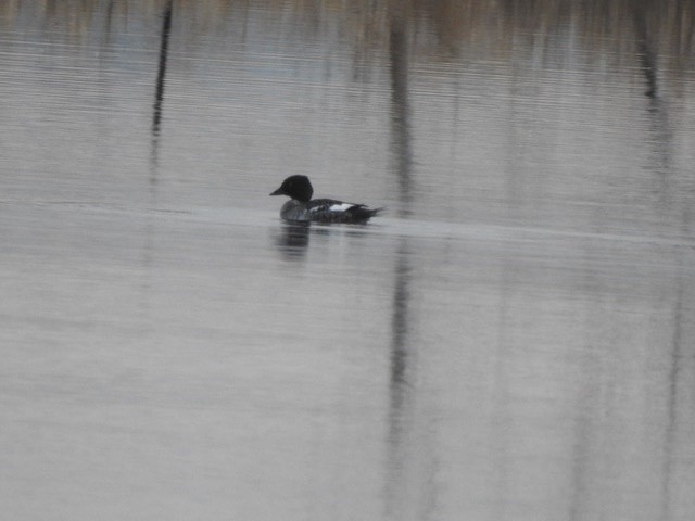 Common Goldeneye - ML200701021