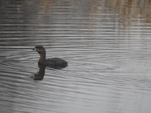 Pied-billed Grebe - ML200701201