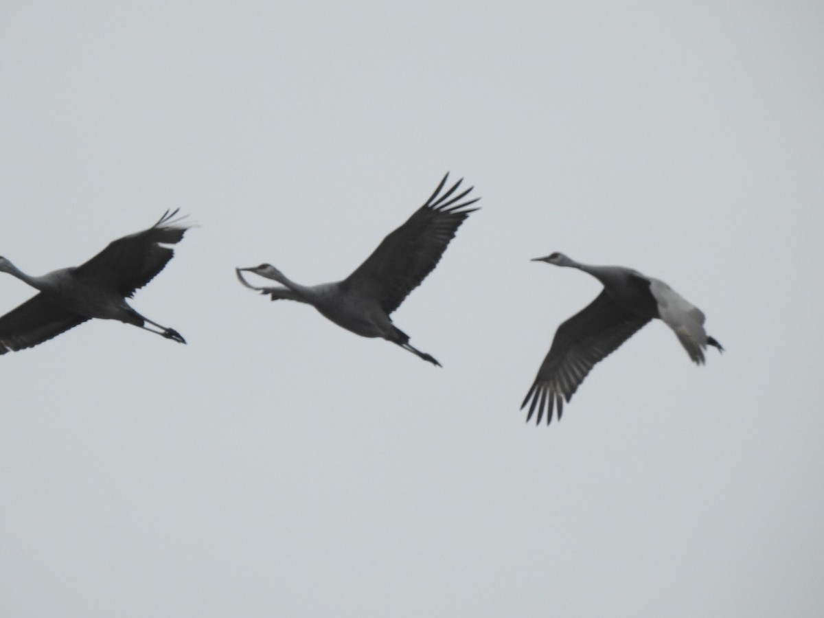 Sandhill Crane - ML200701331