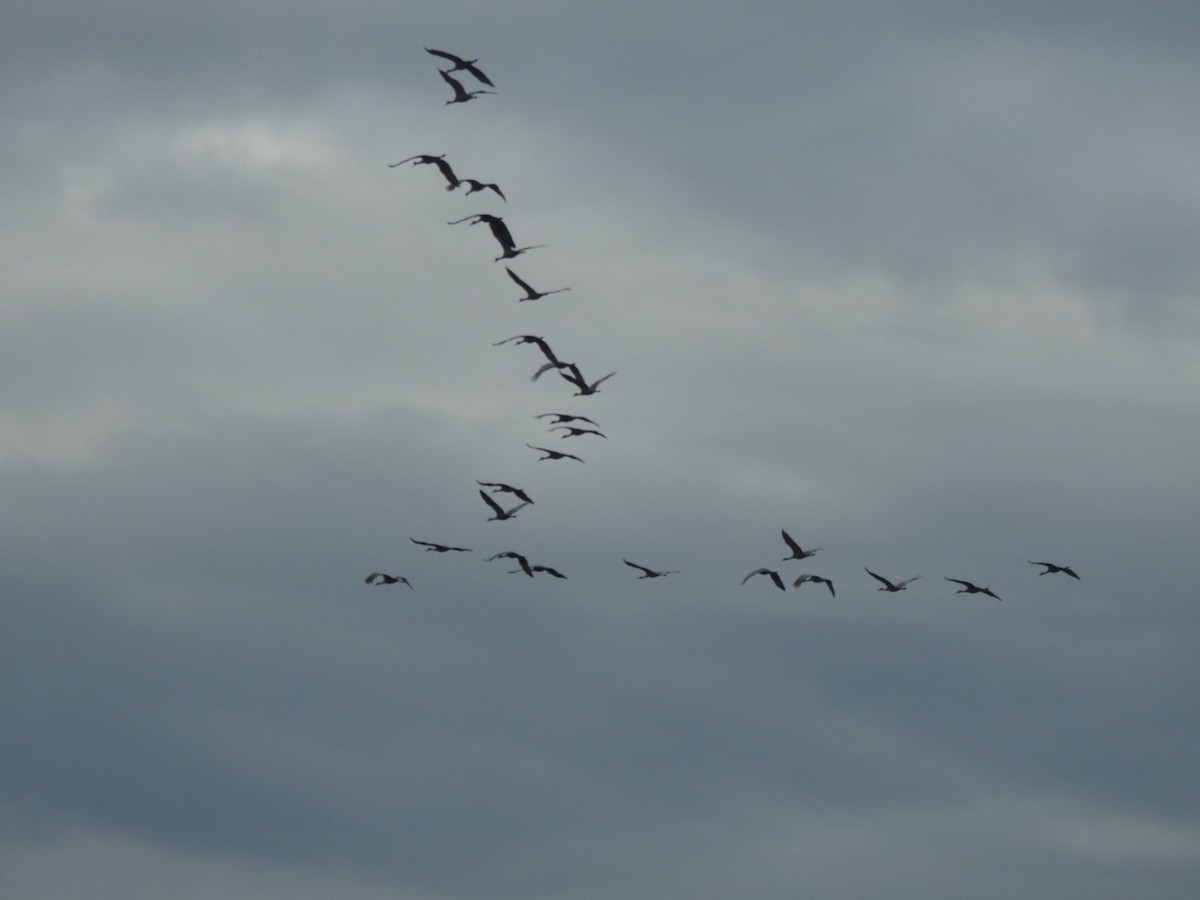 Sandhill Crane - ML200701341