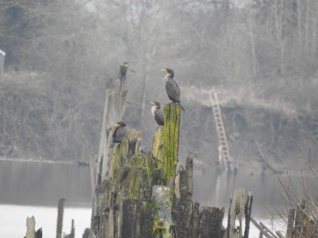 Double-crested Cormorant - ML200701811