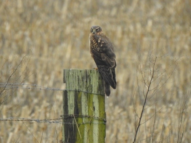 Northern Harrier - ML200701911