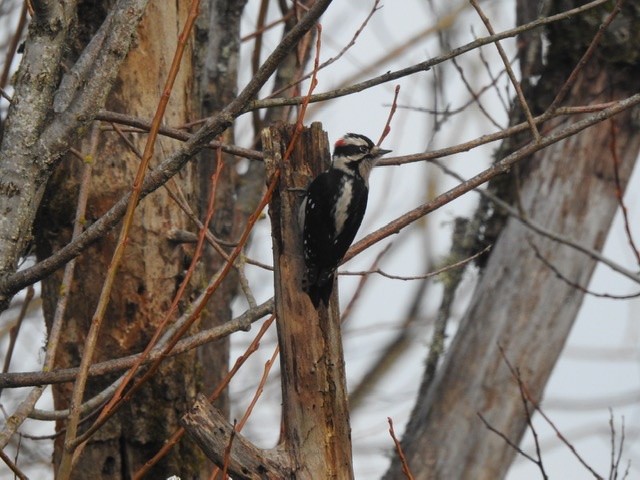 Downy Woodpecker - Scott Deckelmann