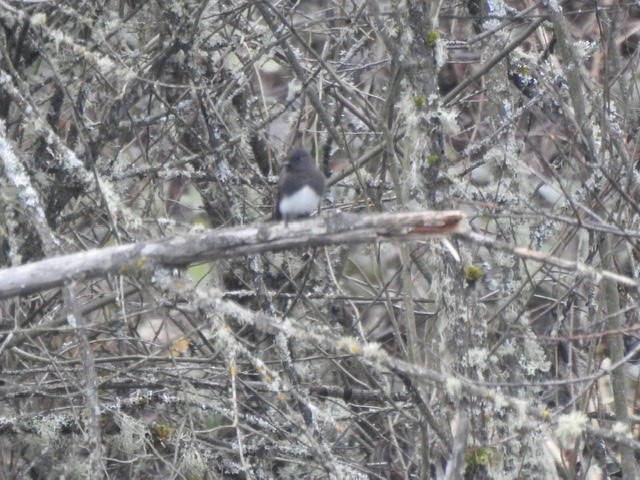 Black Phoebe - ML200702641