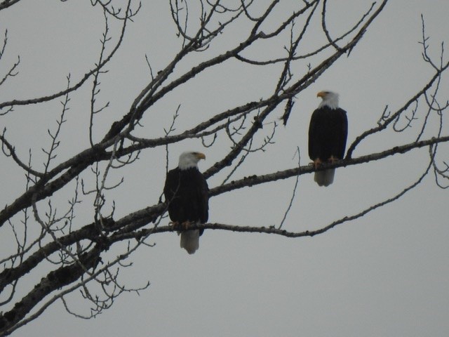 Bald Eagle - ML200703001