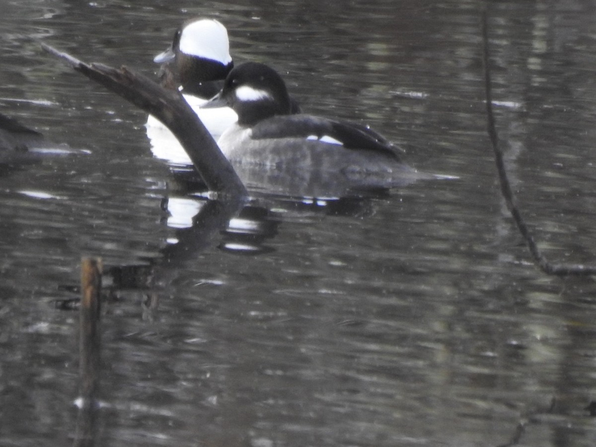 Bufflehead - ML200703151