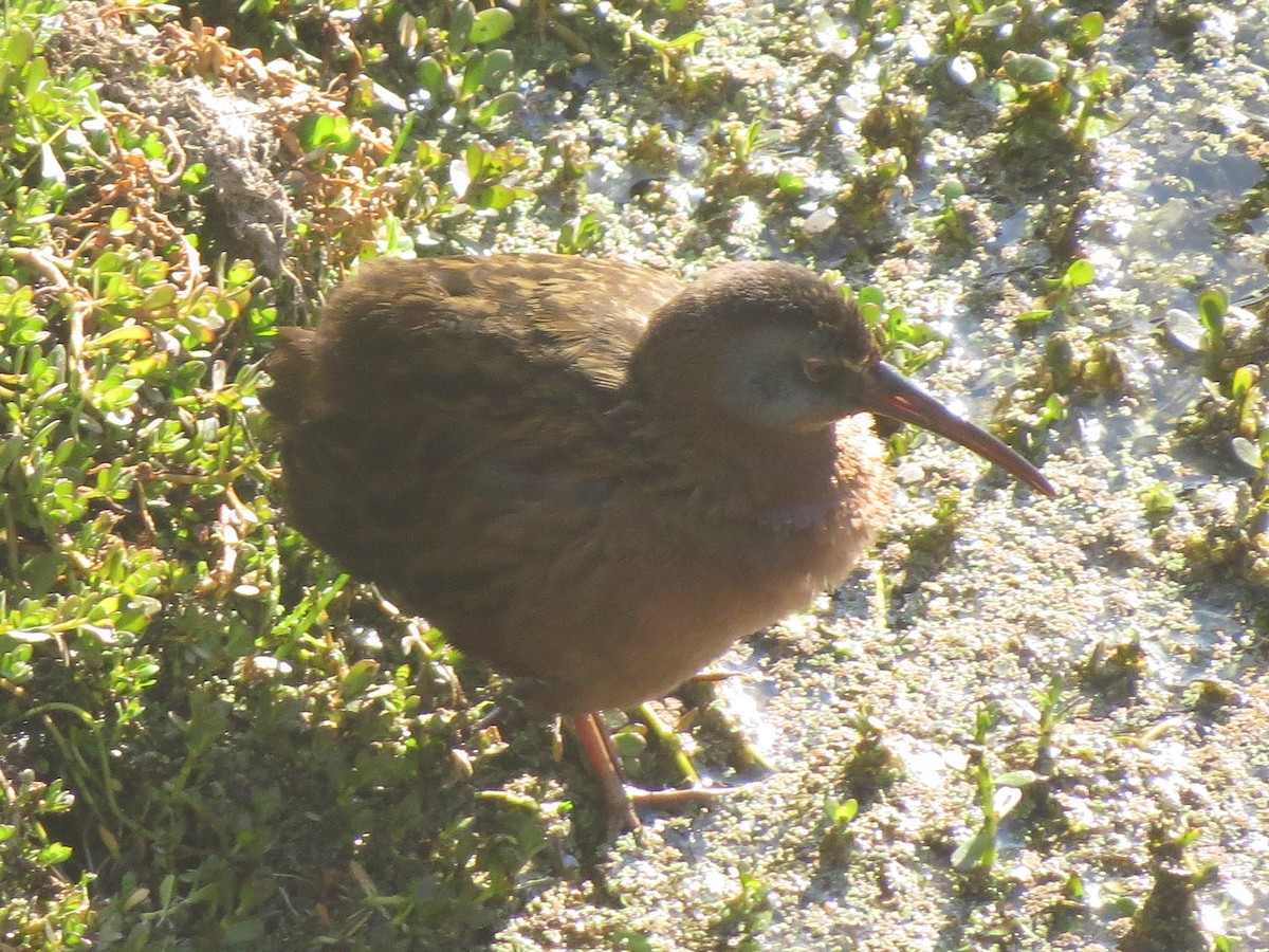 grynterikse - ML200703711