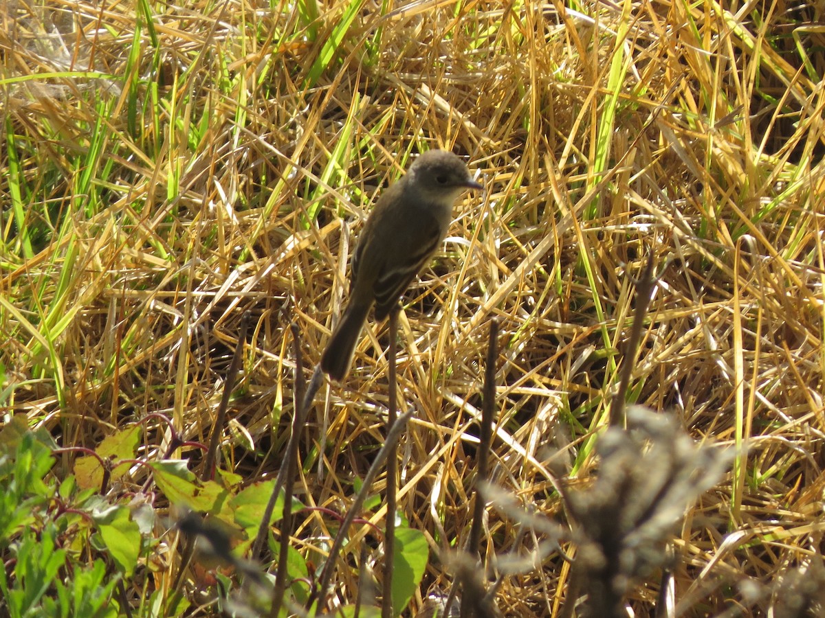 White-throated Flycatcher - ML200703901