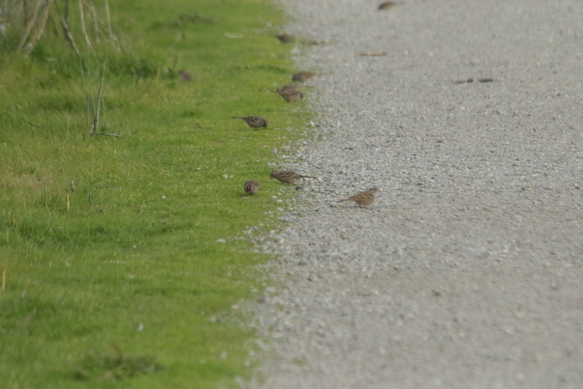 White-crowned Sparrow - ML200704501