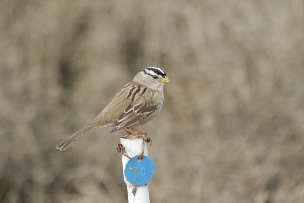 White-crowned Sparrow - ML200704521