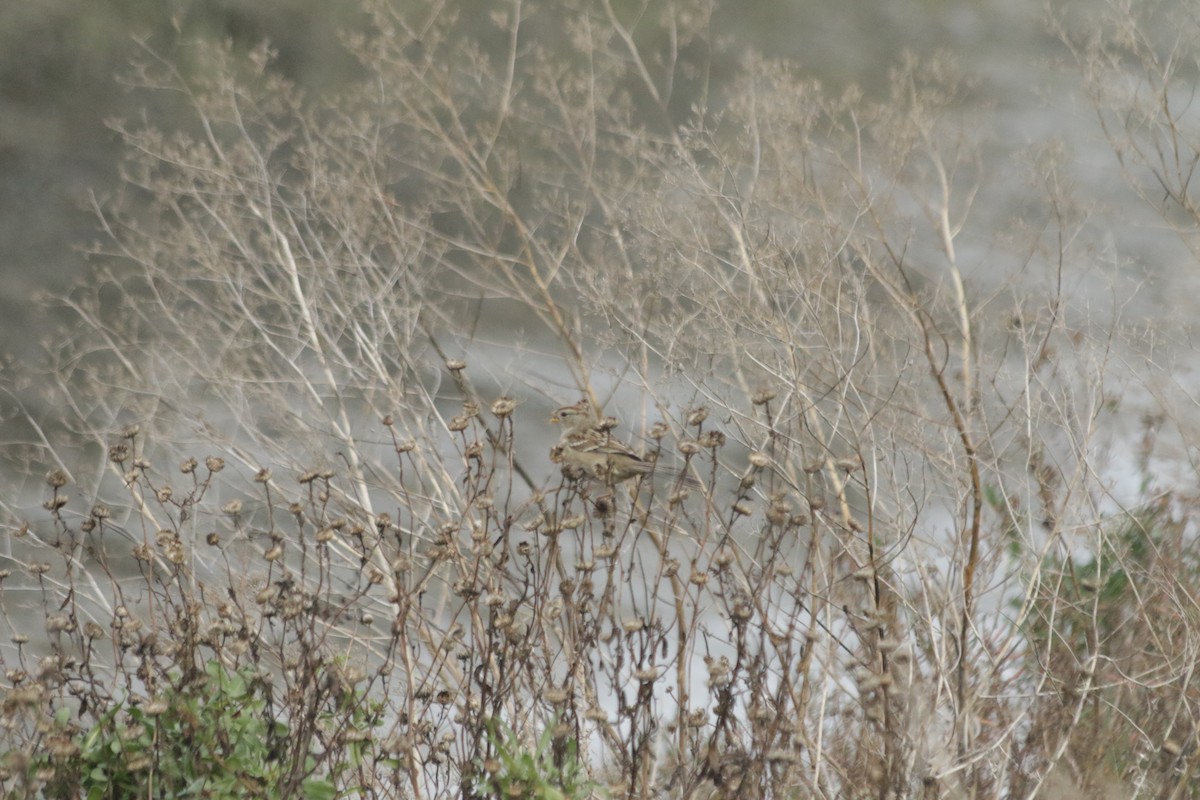 White-crowned Sparrow - ML200704531