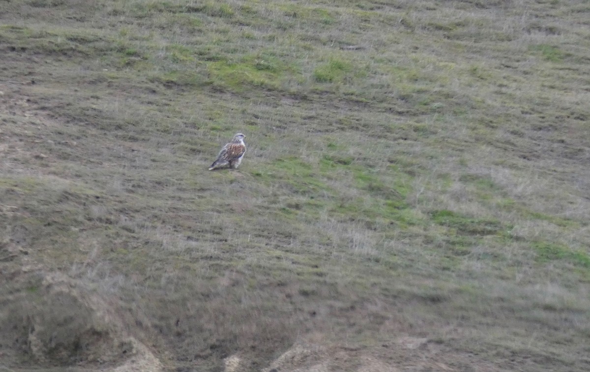 Ferruginous Hawk - ML200706691