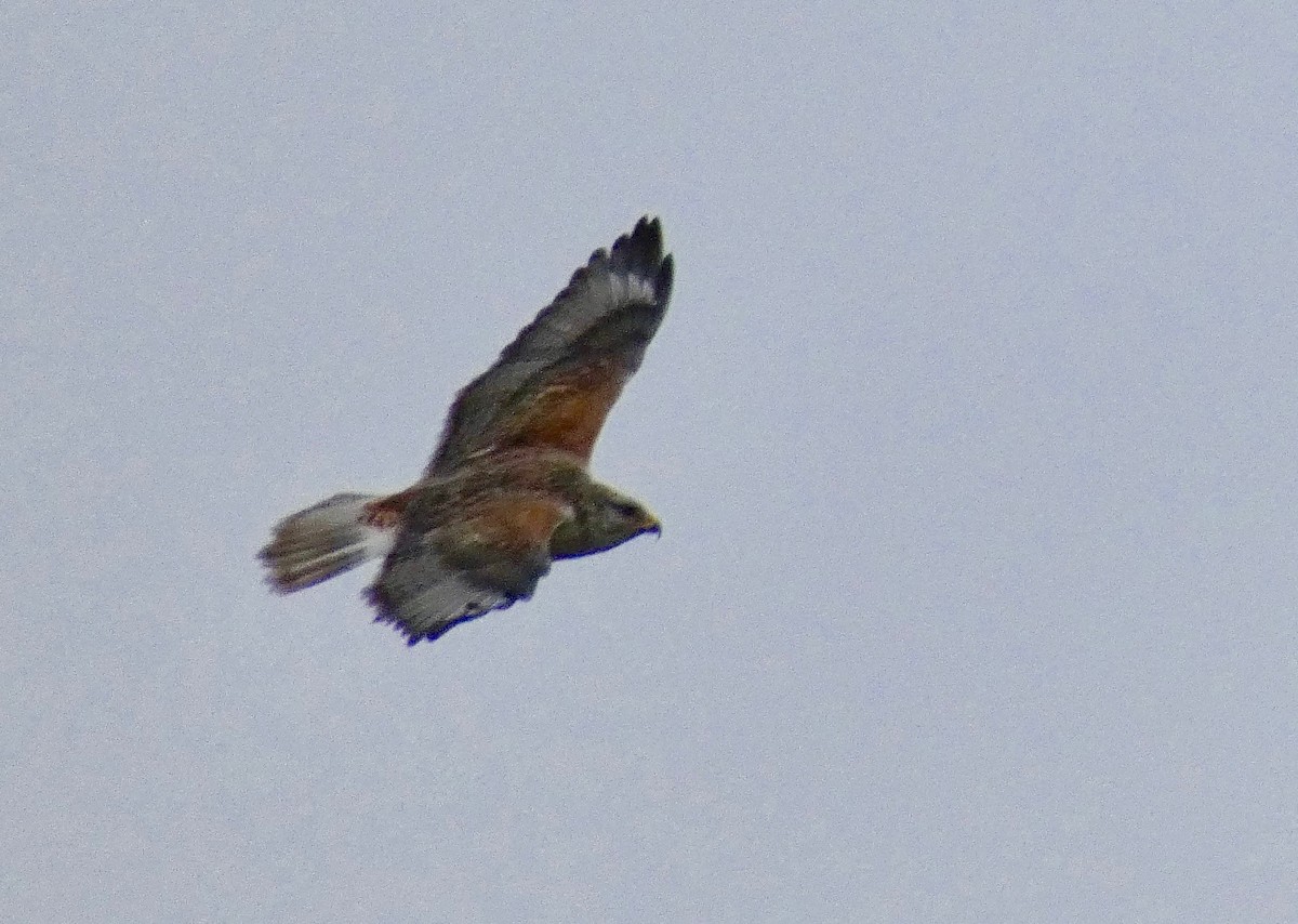 Ferruginous Hawk - ML200706701
