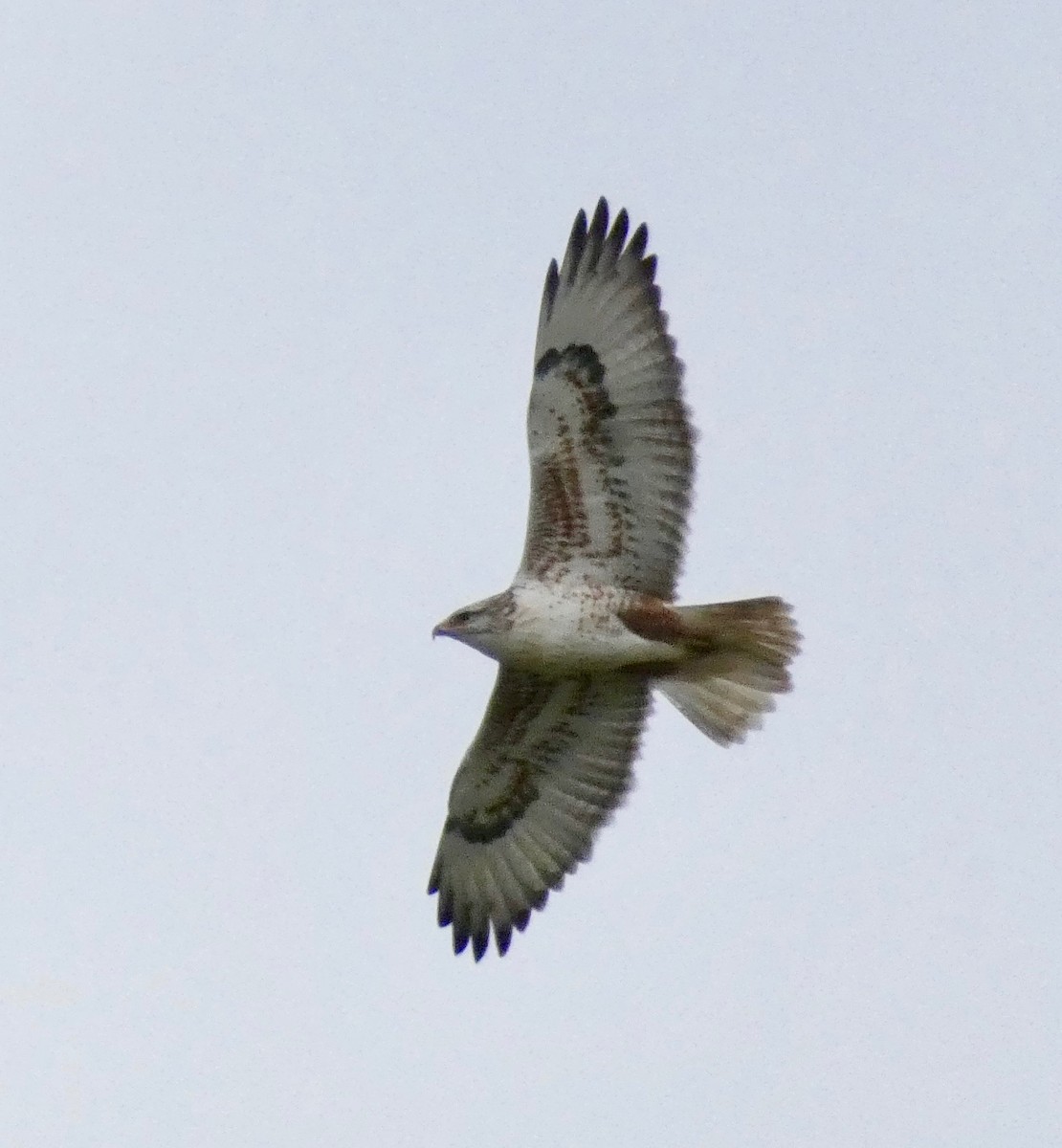 Ferruginous Hawk - ML200706721