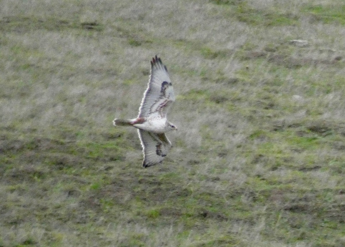 Ferruginous Hawk - ML200706771