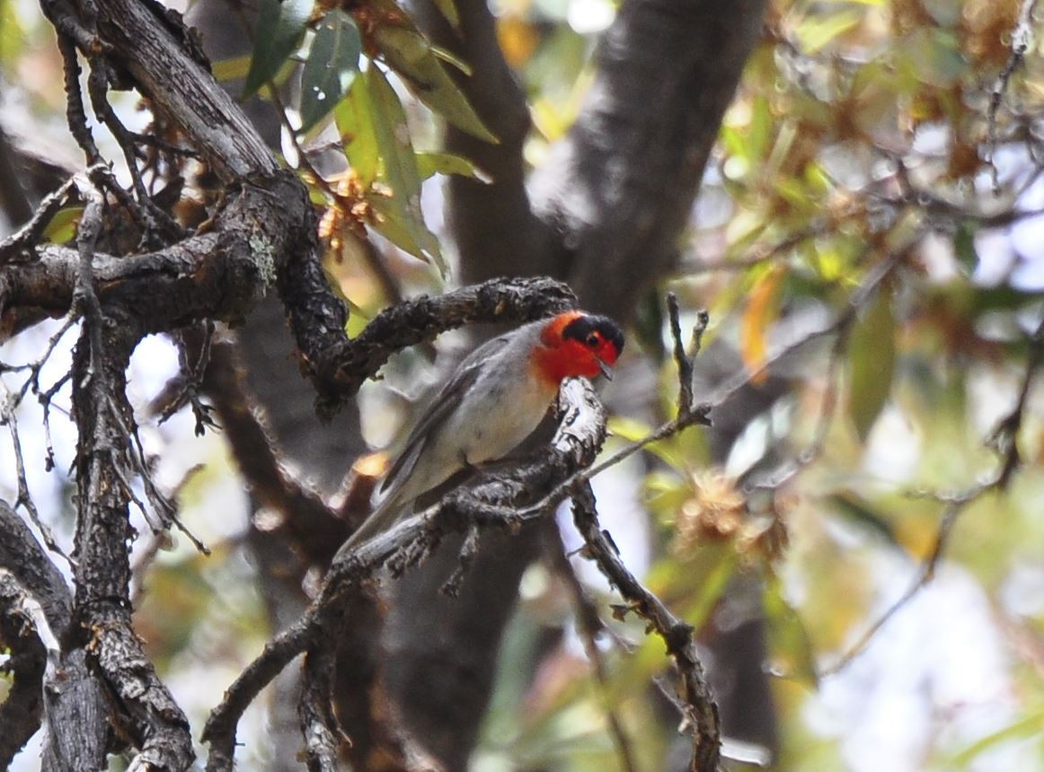 Red-faced Warbler - ML200707821