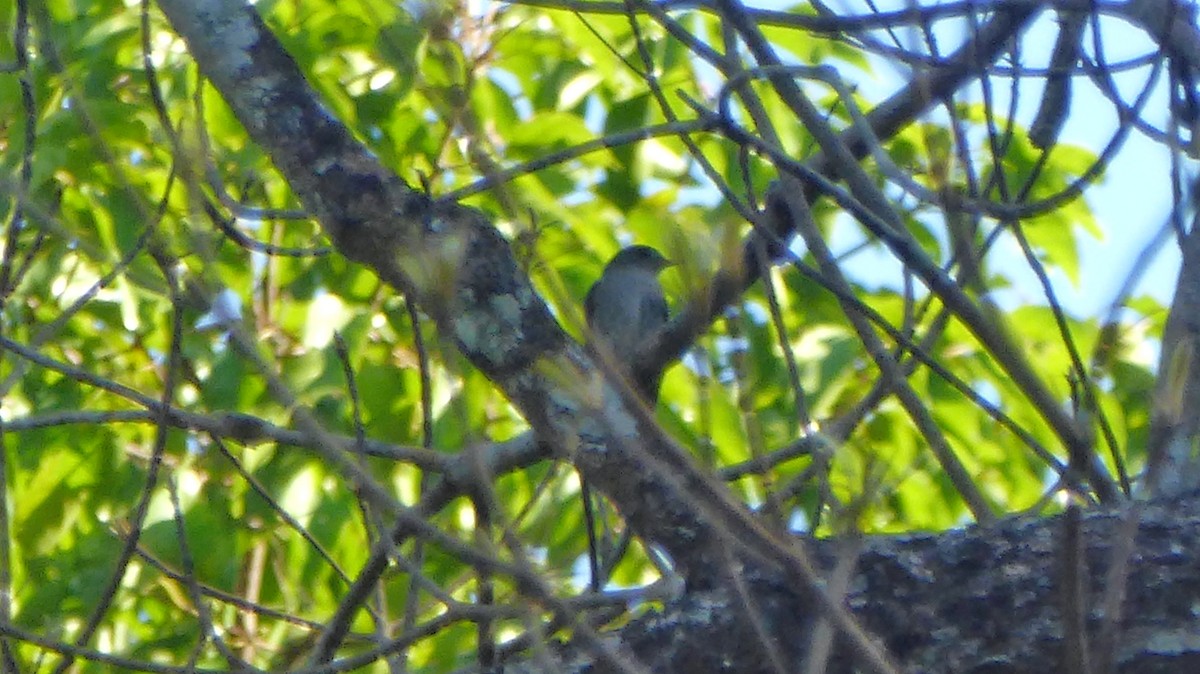 Ashy-breasted Flycatcher - ML200707971