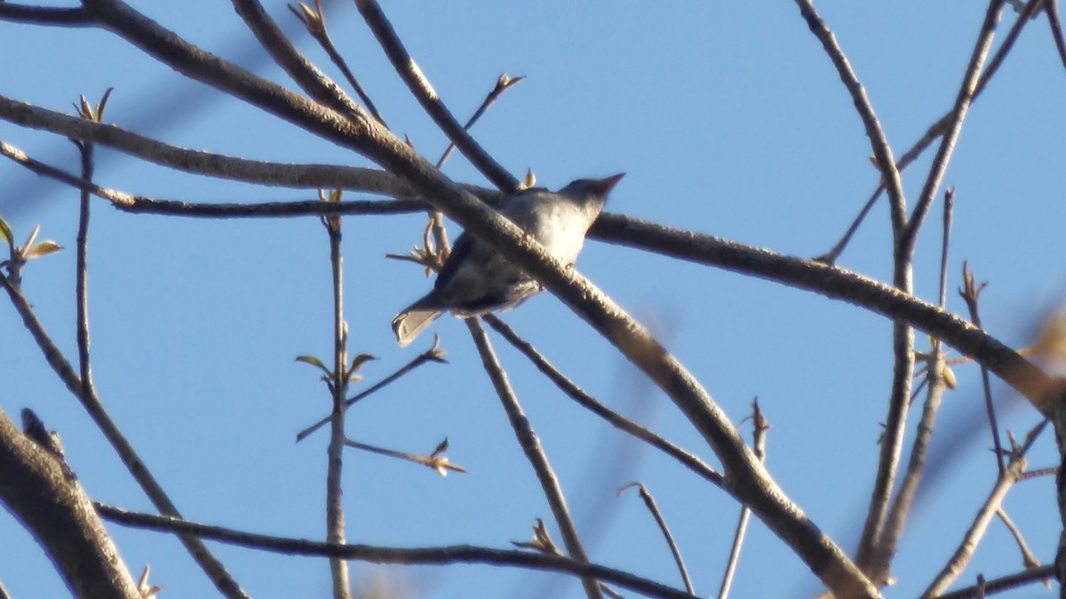 Ashy-breasted Flycatcher - ML200708041