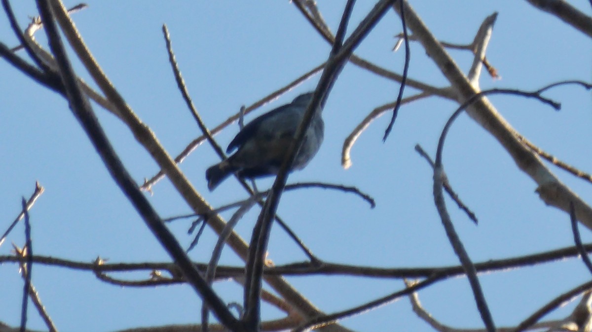 Ashy-breasted Flycatcher - ML200708081