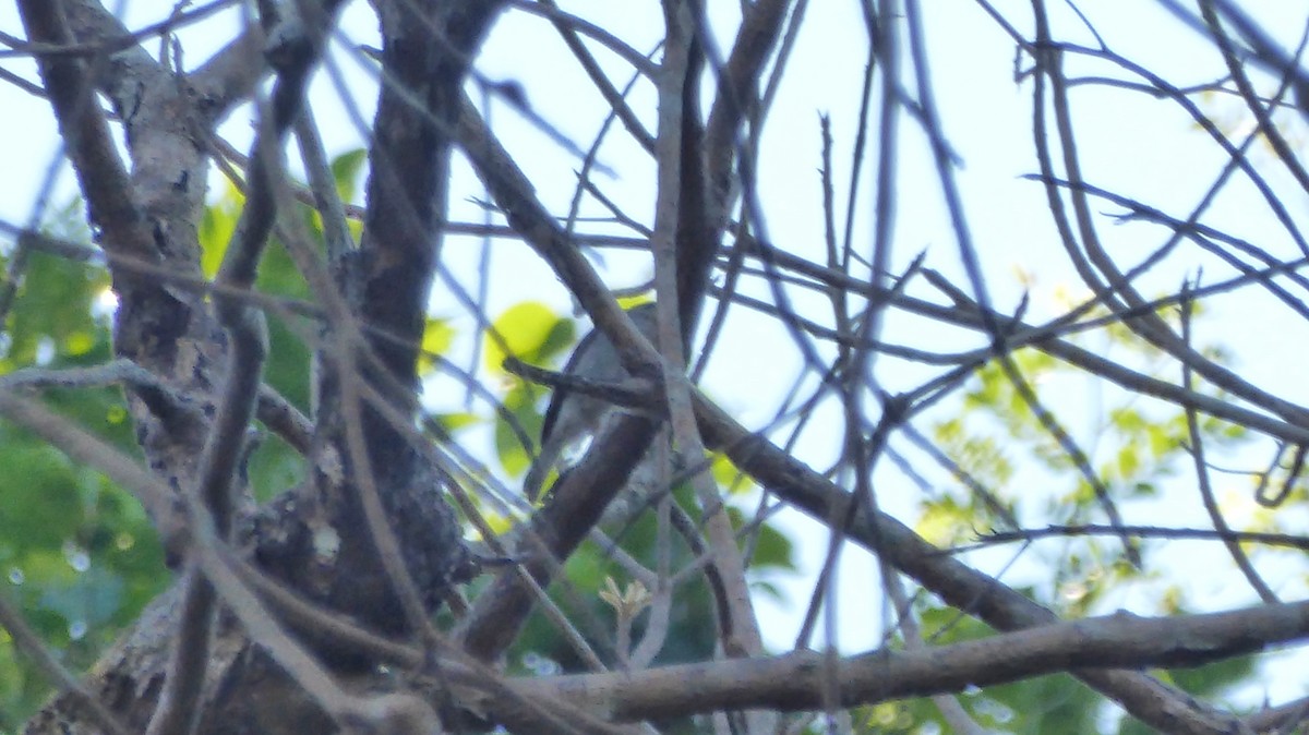 Ashy-breasted Flycatcher - ML200708121