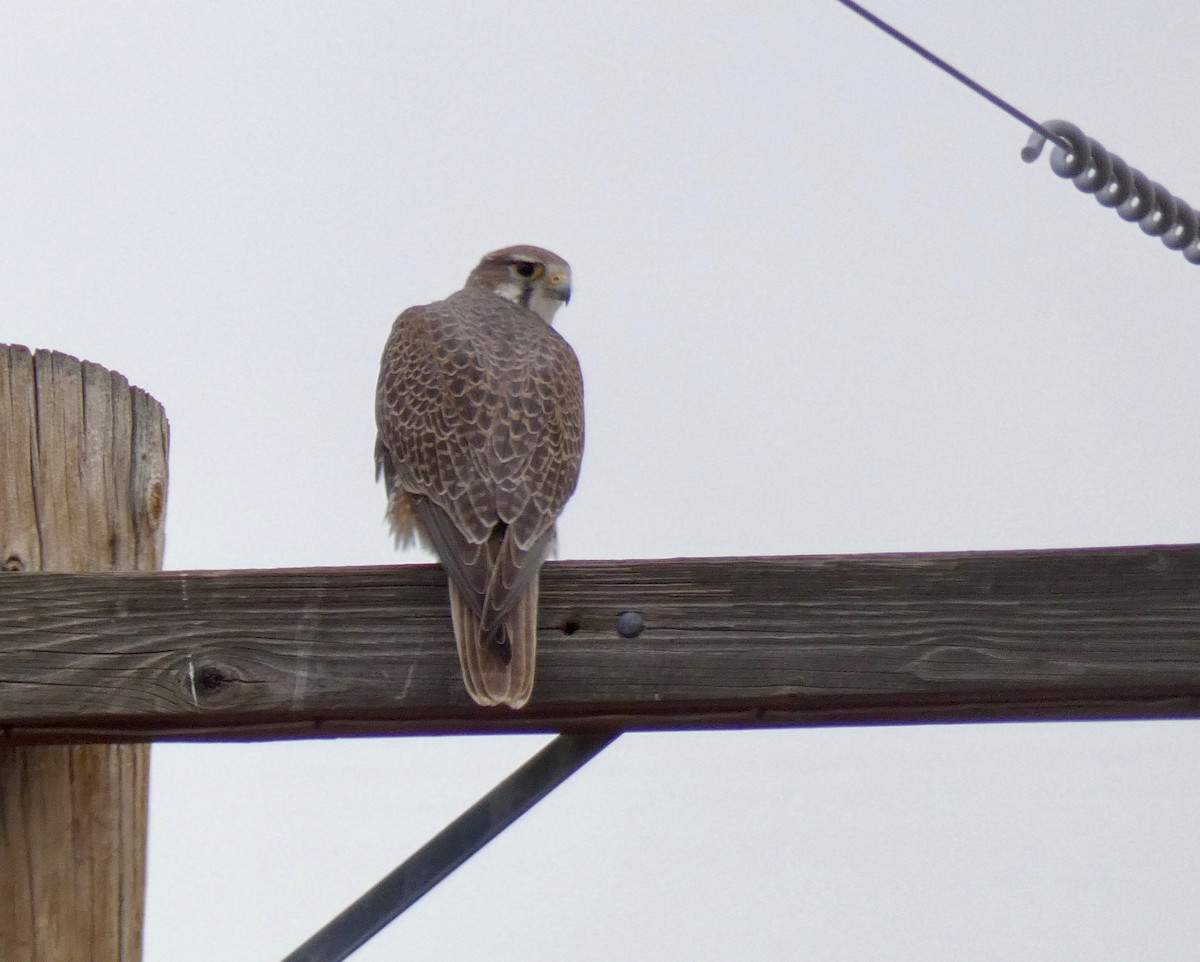 Prairie Falcon - ML200709191