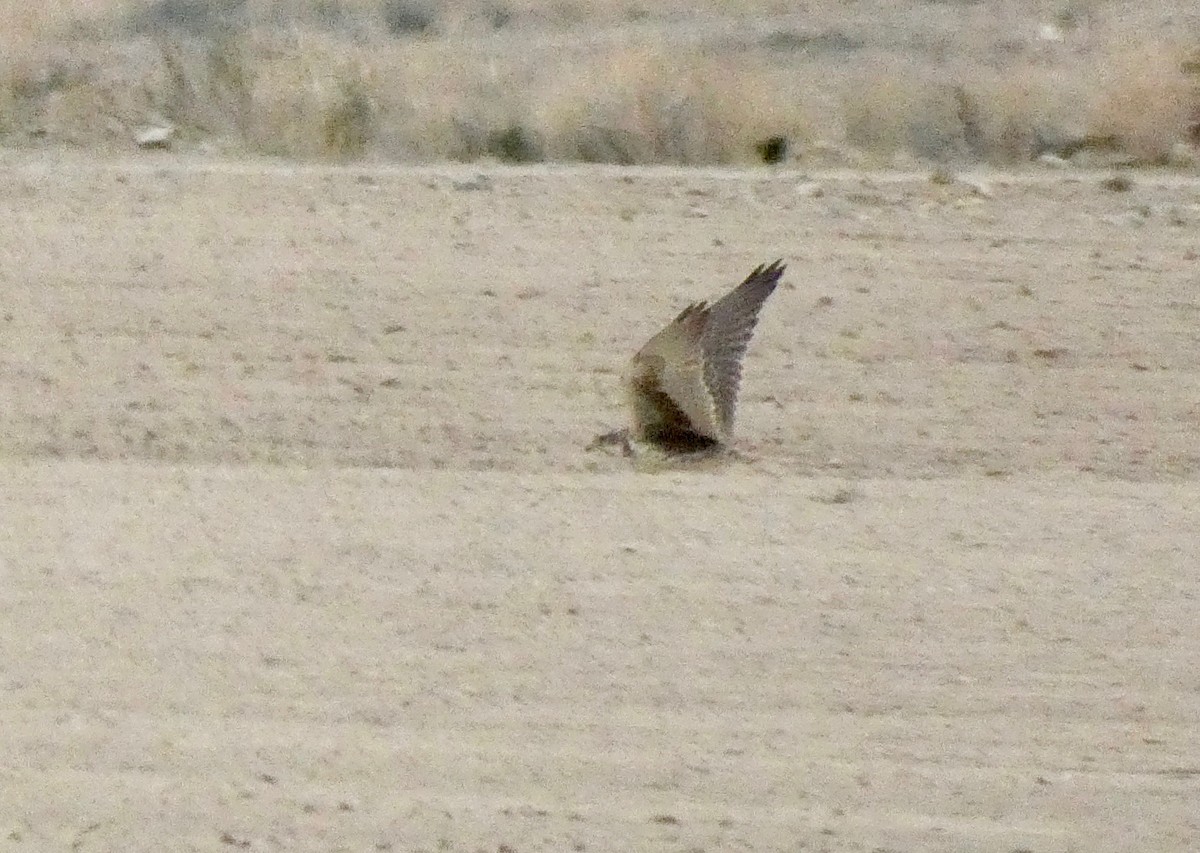 Prairie Falcon - ML200709201