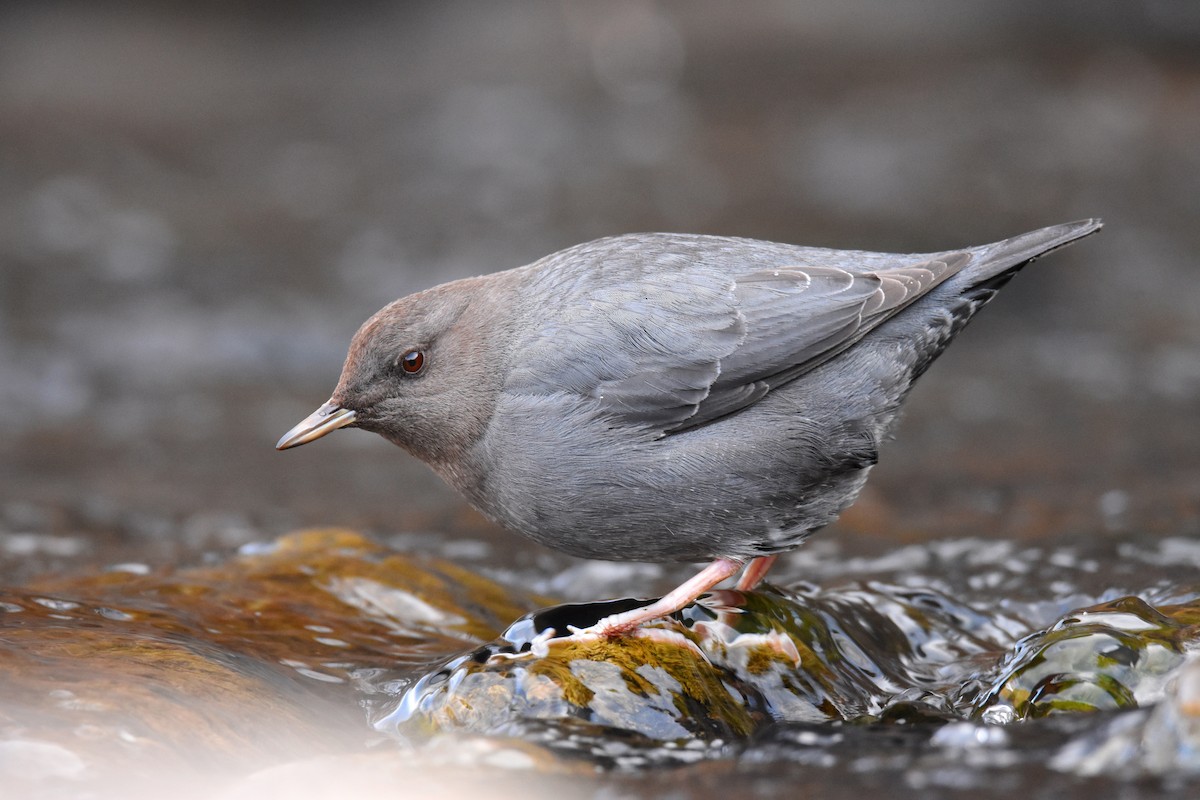 American Dipper - ML200709641