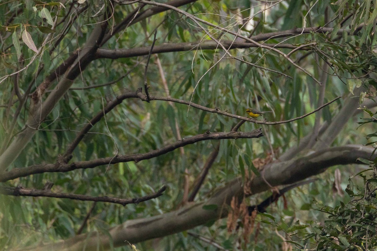 Yellow-bellied Fairy-Fantail - ML200710241